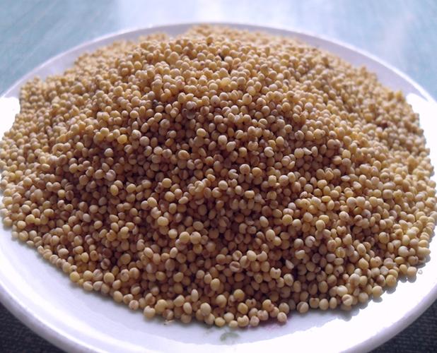 小米贵州特产黄平高原栗子称重500克食用农产品小米