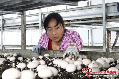 甘肃:临泽县工厂化双孢菇产品发往新疆霍尔果斯口岸